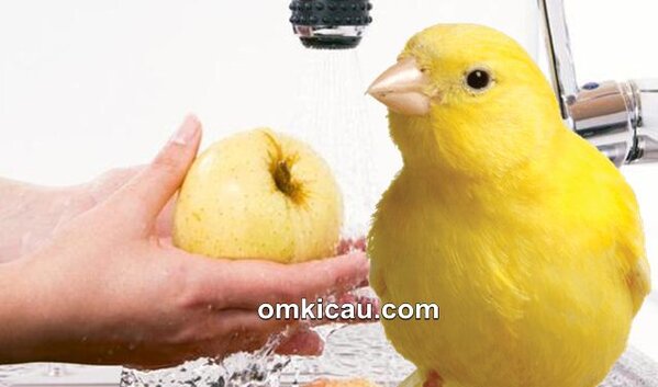Tips mencuci buah dan sayuran sebelum diberikan pada burung