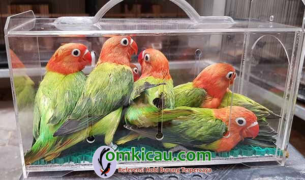penangkaran lovebird warna