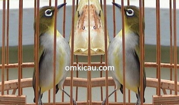 pakan burung pleci pakan burung pleci