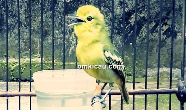 Tips merawat burung cipo/sirtu yang macet bunyi