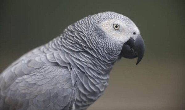 burung parrot-African grey parrot burung parrot-African grey parrot