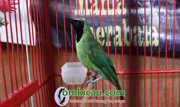 Cucak ijo Black