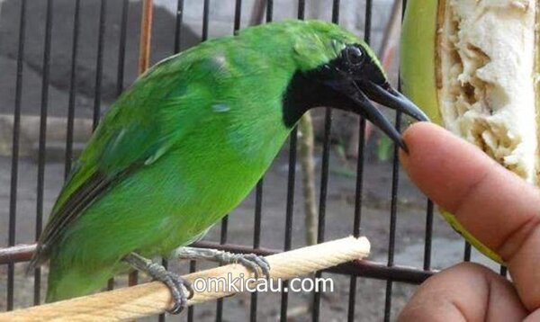 Tips merawat burung cucak ijo untuk pemula. Burung cucak hijau