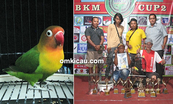 Lovebird Jenggo Lovebird Jenggo