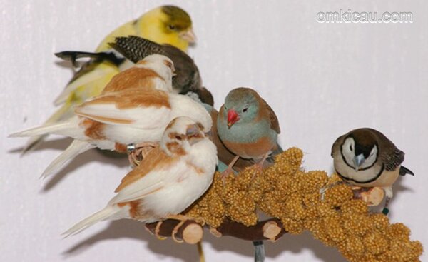 burung pemakan bijian burung pemakan biji bijian