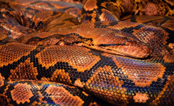 serpenti