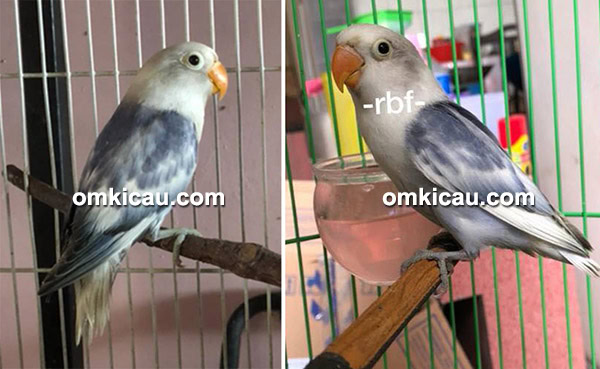 lovebird BS Vio