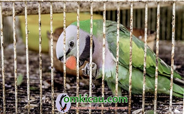 bau tidak sedap pada sangkar burung bau tidak sedap pada sangkar burung