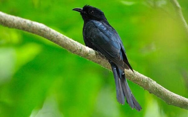 burung kedasi mirip srigunting burung kedasi mirip srigunting