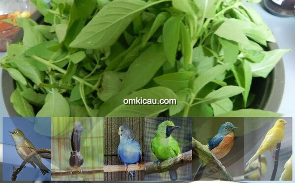 Manfaat daun kemanggi untuk burung peliharaan