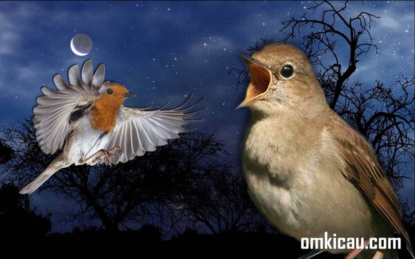 Selain nightingale, ada beberapa jenis burung yang juga aktif berkicau pada malam hari dengan suara merdunya