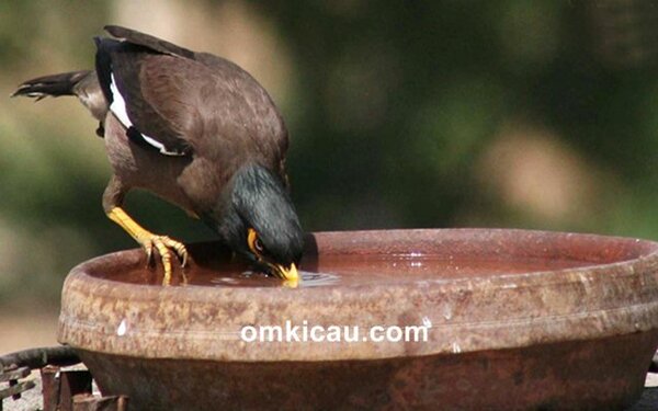 tips memilih air minum untuk burung kicauan Tips memberikan air minum yang baik untuk burung piaraan