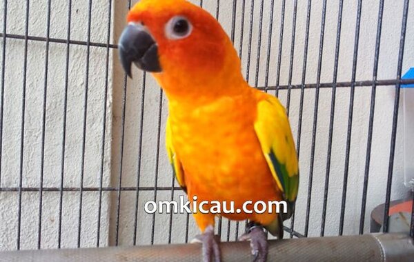 Cara merawat burung sun  conure  agar selalu aktif OM KICAU