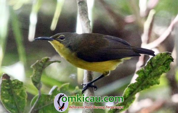 Burung-madu sangihe