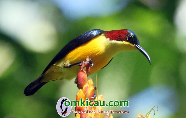 Burung-madu sangihe