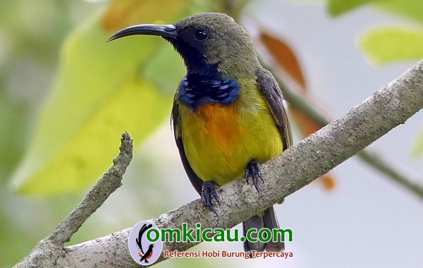 Burung-madu sumba