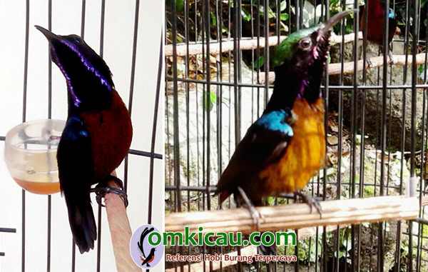 burung konin