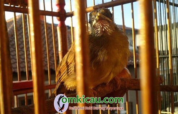 perawatan anakan cucak jenggot Anakan burung cucak jenggot