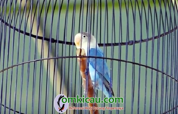 lovebird Dewa Amoy