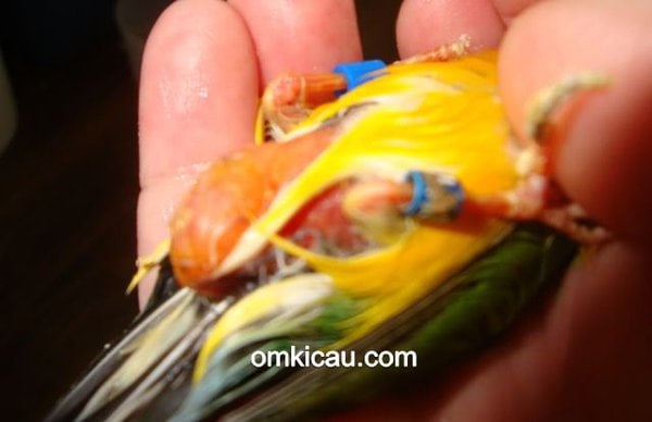cara mengatasi burung gemuk cara mengatasi burung gemuk