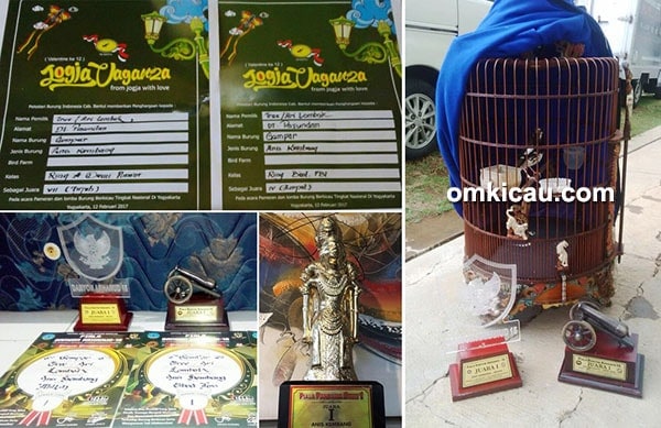 anis kembang Gempar