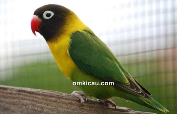 penyebab lovebird diare penyebab lovebird diare