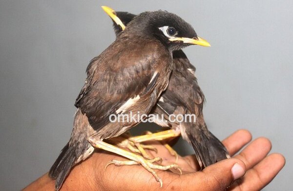 Merawat dan melatih anakan burung jalak / beo