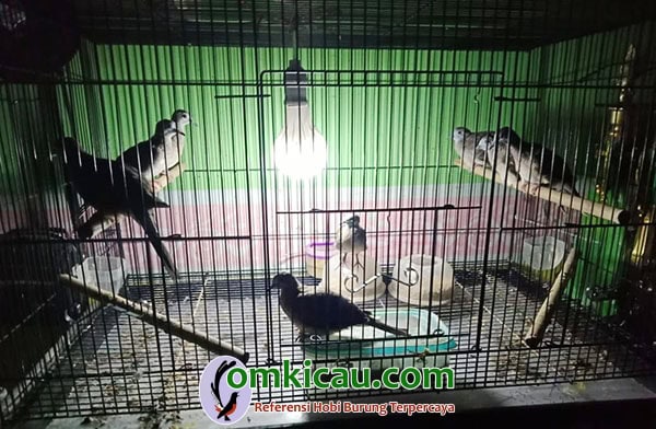 kandang perkutut