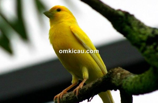 suara burung kenari betina lenjeh