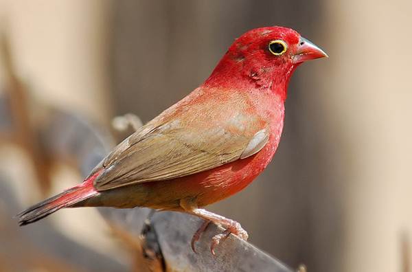 Red-billed firefinch (Lagonosticta senegala) burung yang sering dititipi telur oleh village indigo