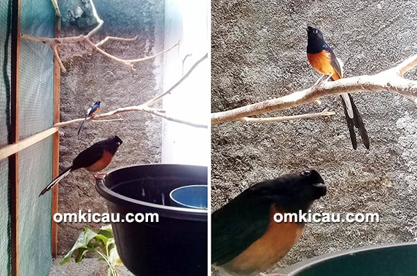 cara ternak burung murai batu