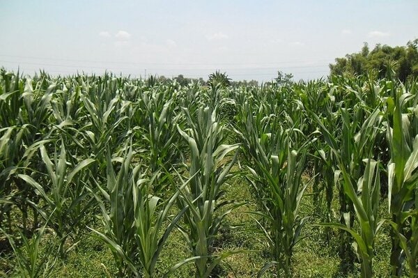 Pt Sumber Makmur Agroindo