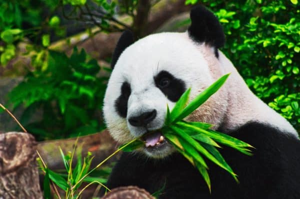 7 errori da evitare quando si fotografa la fauna selvatica