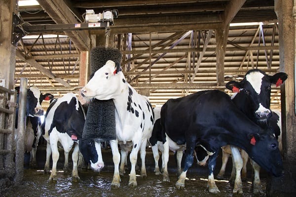ComfortBrush is a highly visible way to promote your focus on animal comfort