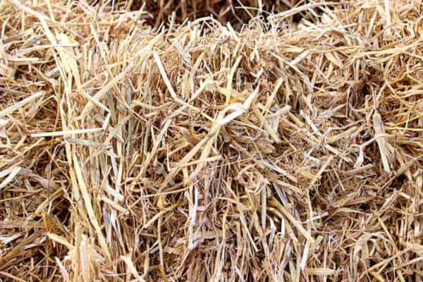 The thicker and hollower strands of a straw bale.