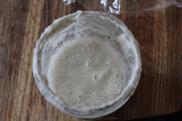 Healthy sourdough starter