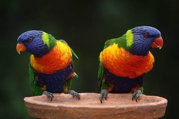 colorful birds in morning