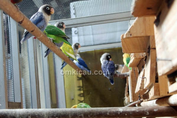 Ayi Bird Farm Bogor