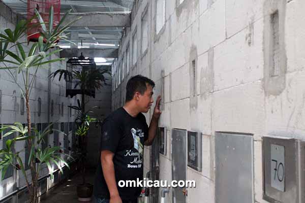 Breeding murai batu Bowo BF Bogor