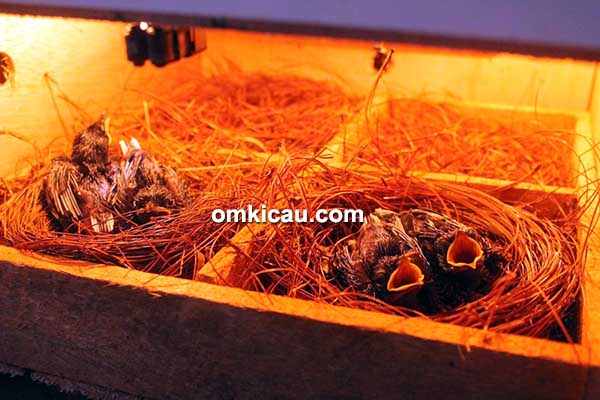 Breeding murai batu DMD BF Bogor
