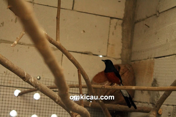 Breeding murai batu Bowo BF