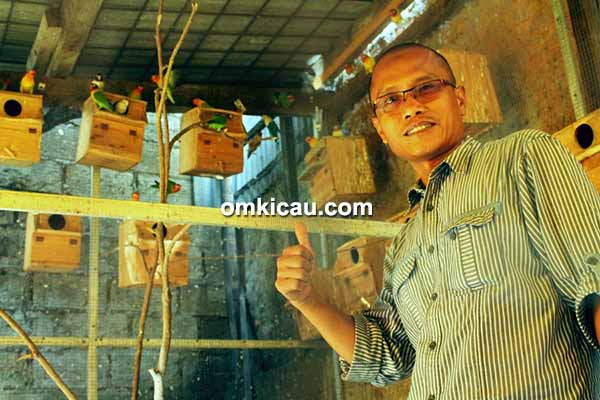 Breeding lovebird Cici BF Ciputat