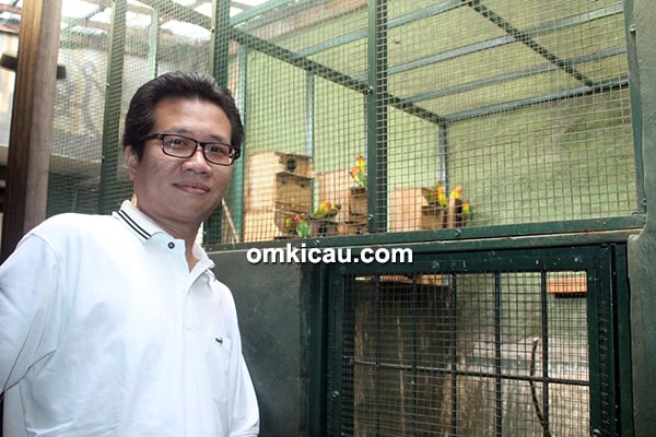 Breeding lovebird U2 BF Depok