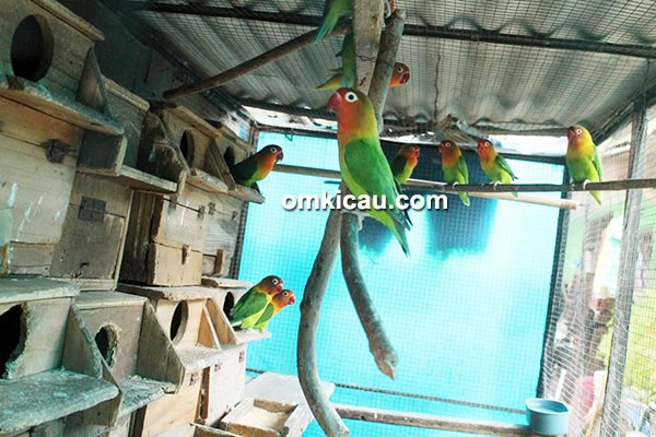 Breeding lovebird Iyunk Jagakarsa