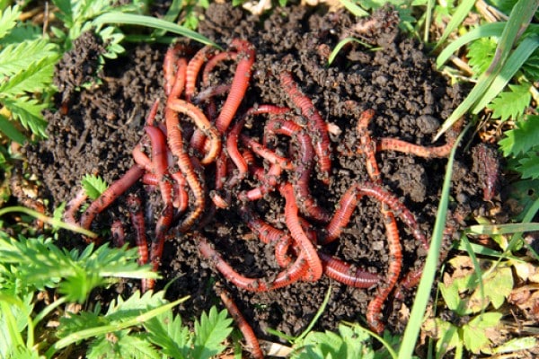Cacing merah (Pheretima sp)