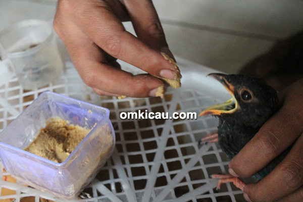 Anakan tengkek buto