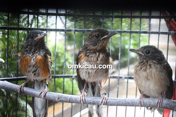 Breeding murai batu Puspitaloka BF Tangerang