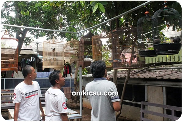 Breeding murai batu Aa Aa BF