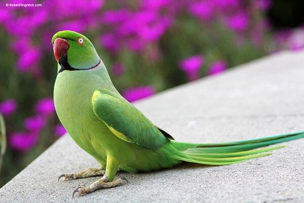 burung parrot-Indian ring parakeets burung parrot-Indian ring parakeets