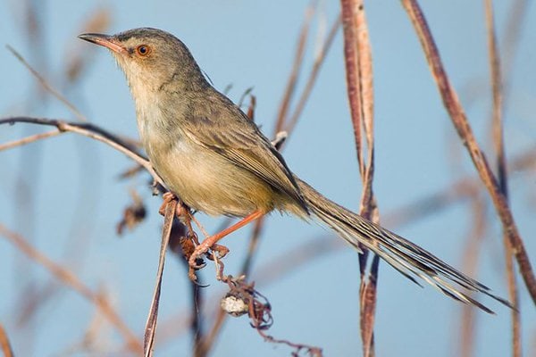 burung perenjak cokelat burung perenjak cokelat